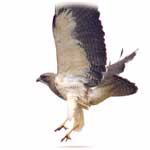 hawk